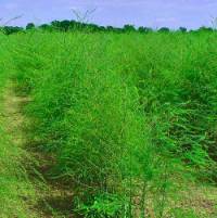 Asparagus officinalis