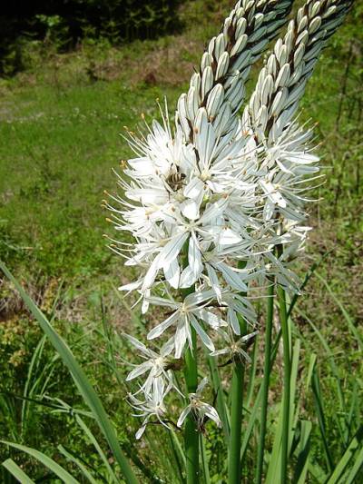 Asphodelus albus