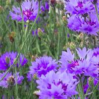 centaurea cyanus