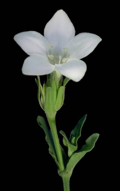 Dicladanthera forrestii