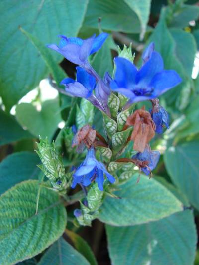 Eranthemum_pulchellum