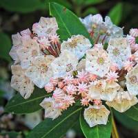 Kalmia latifolia