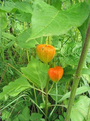 Physalis