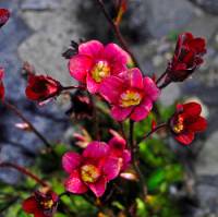 saxifraga_arendsii