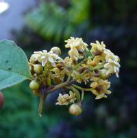 Amborella trichopoda