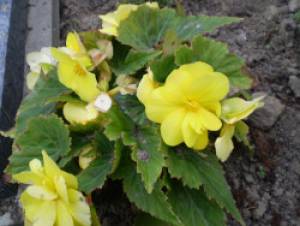 begonia_tuberhybrida
