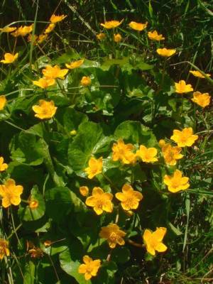 Caltha_palustris