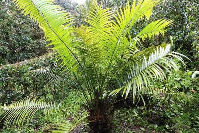 Ceratozamia mexicana