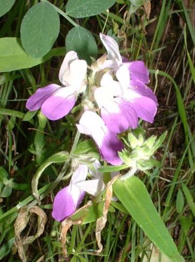 Collinsia