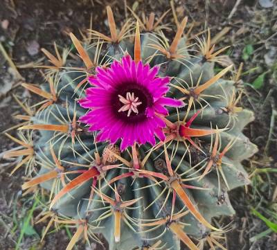 Ferocactus latispinus