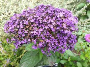 Heliotropium arborescens