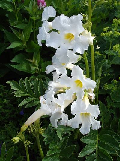 Incarvillea delavayi Incarvillea delavayi