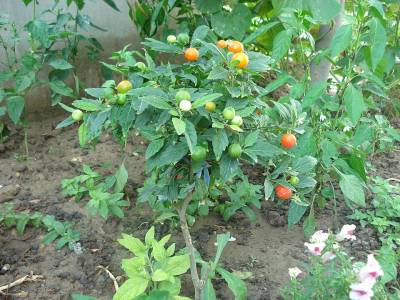 Solanum pseudocapsicum 