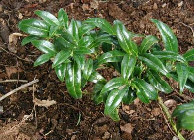 Sarcococca humilis