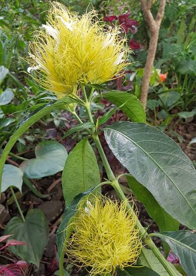 Schaueria calycotricha