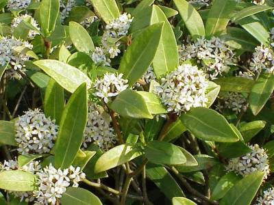 Skimmia_japonica